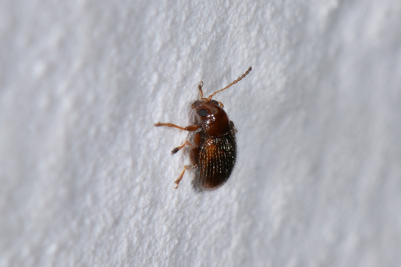 Chrysomelidae: Epitryx sp.? S, E. hirtipennis